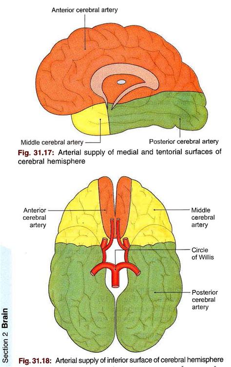 Bd Chaurasias Human Anatomy Volume Head Neck And Bra Flickr