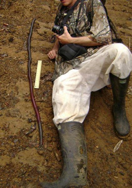 Australian Giant Earthworm 9 Pics