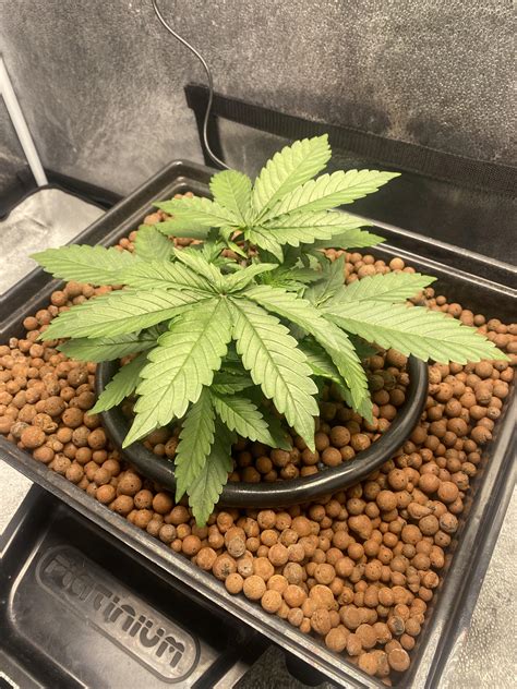 Great Start On This Run Jack Herer From Seedsman 18 Days Old Topped