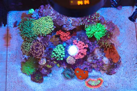 Studio Gallon Nano Reef Tank Lupon Gov Ph