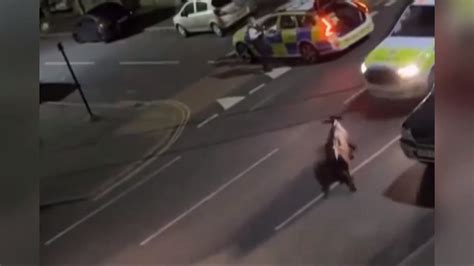 Police Force Uses Car To Stop Loose Cow On Surrey Streets Uk 15june