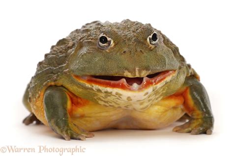 African Bullfrog Mouth Open Photo Wp46696