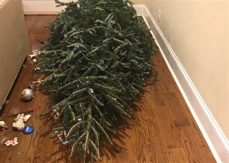 The Fallen Christmas Tree | Real Life on Rocky Top