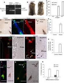 Coordinated Activation Of Wnt In Epithelial And Melanocyte Stem Cells