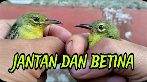 Cara Bedain Jantan Dan Betina Kolibri Kelapa Ijoan Youtube