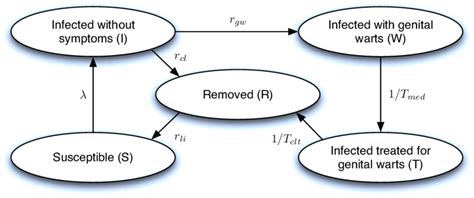 Hpv 6 11 Transmission Model With Genital Warts Here λ Is The Force Of