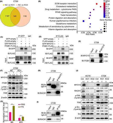 Myo10 Contributes To The Malignant Phenotypes Of Colorectal Cancer Via