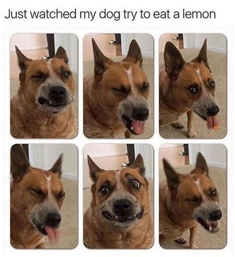 15 All New Dogs Looking Shocked Will Have You Laughing All Day | Animal ...