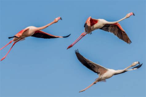 7 Birds That Fly In V Formation Sonoma Birding