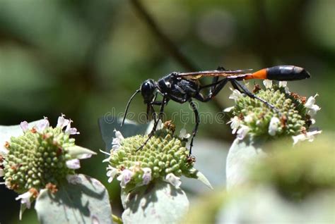 Common Thread Waisted Wasp Stock Photo Image Of Long 159021218