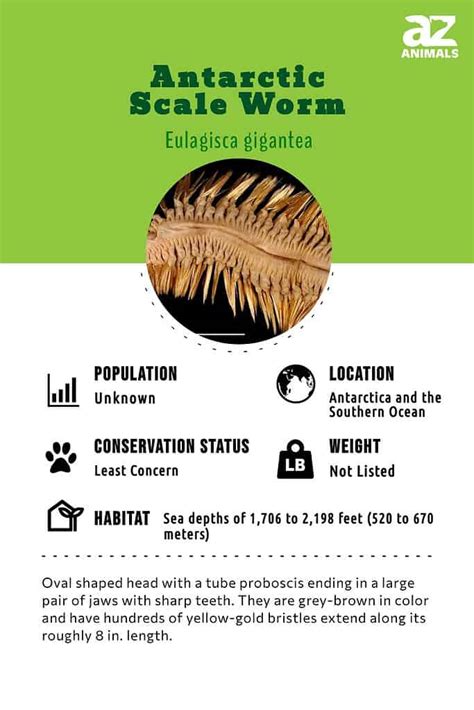 Antarctic Scale Worm - A-Z Animals