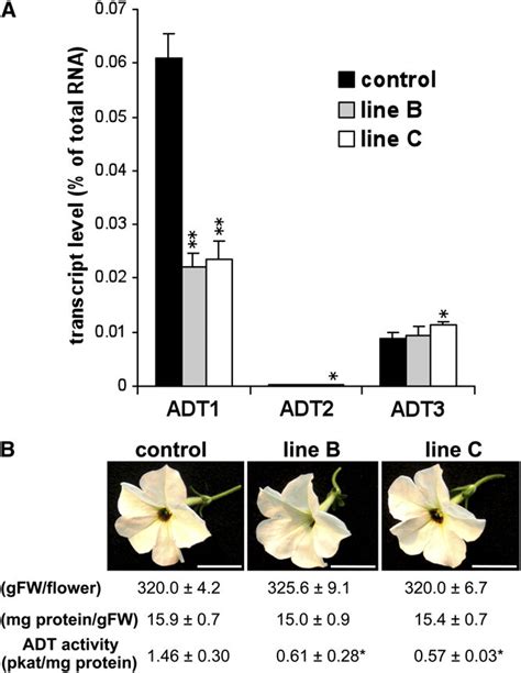 Effect Of Adt1 Rnai Suppression On Expression Of Individual Adt Genes