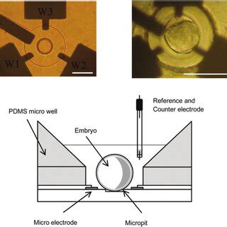 Chip Device With Three Platinum Working Electrodes A Circular Sio