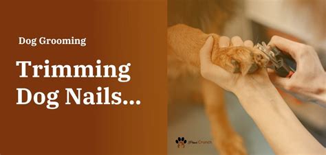 How To Trim Dog Nails 9 Steps Guide Paws Crunch