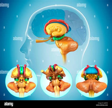 Ilustración de la anatomía del cerebro humano Fotografía de stock Alamy