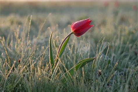 Тюльпан полевой | Flower pictures, Flowers, Floristry