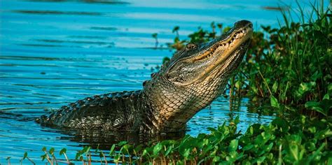 Alligators in Lake Erie: Separating Fact from Fiction - Breadstick ...