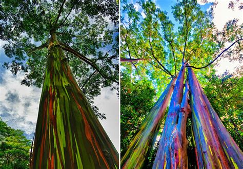 Eucalyptus Rainbow The Most Colorful Tree In The World Rainbow Eucalyptus Tree Rainbow