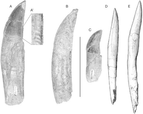 A D Mapusaurus Roseae N Gen N Sp A Tooth Mcf Pvph 1088 In Download Scientific