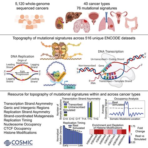 Topography Of Mutational Signatures In Human Cancer Cell Reports