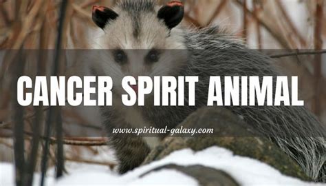 Cancer Spirit Animal: Not The Ones You Are Thinking Of! - Spiritual ...