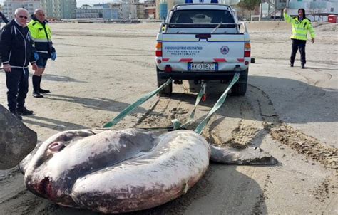 Pesce Luna Gigante Spiaggiato Pesa Mille Chili Quotidiano Di Ragusa