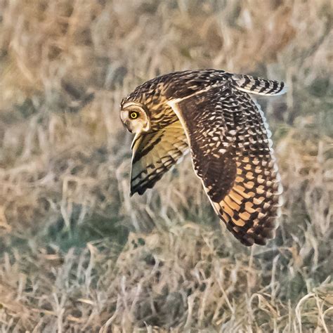 PETER'S PORTFOLIO..............Bird & Wildlife Photography: Short-eared Owl