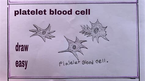 How To Draw Platelet Blood Cell Platelet Blood Cell Drawing Youtube