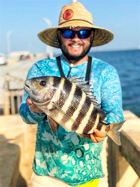 How To Catch Sheepshead A 5 Step Beginners Guide For Sheepshead Artofit