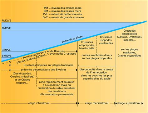 Succession des peuplements d une plage Média Encyclopædia Universalis