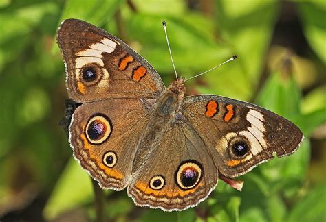 Brown Colored Butterflies Butterfly Colors