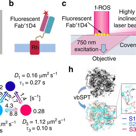 Single Molecule Tracking Of Rhodopsin In Rod Outer Segment Ros Disc