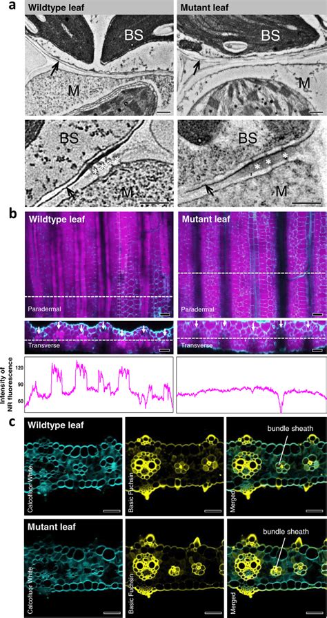 Mutation In ABCG Transporter Gene Sevir 9G451500 Impedes Proper Bundle