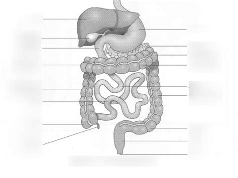 Son 1311 Abd Gi Tract Diagram Quizlet