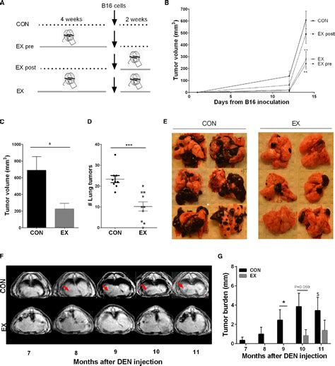 Figure From Voluntary Running Suppresses Tumor Growth Through