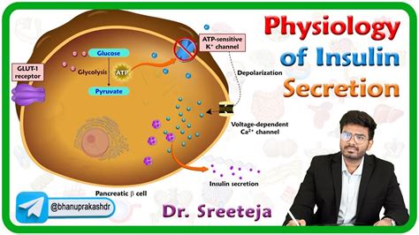 Physiology Of Insulin Secretion Endocrine Physiology Youtube