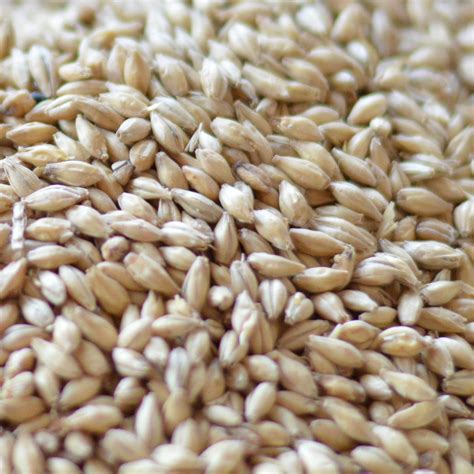 malteurop australia premium pilsen malt beercocomau