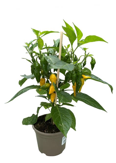 Snack Peper Hot Chili Yellow Wyss Shop