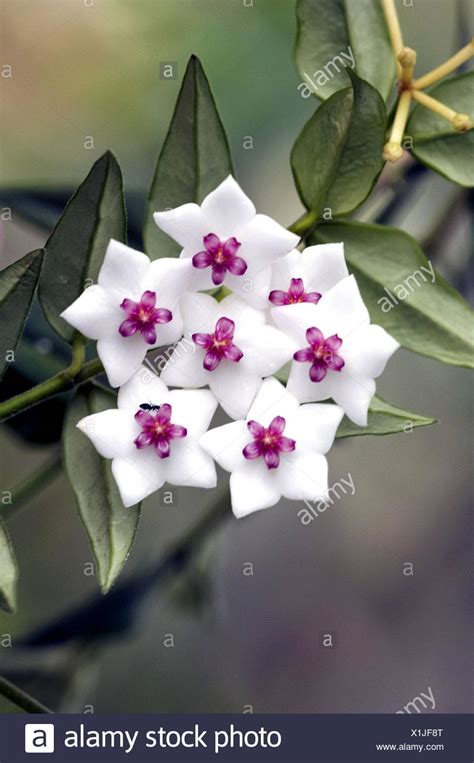 Hoya Lanceolata High Resolution Stock Photography And Images Alamy