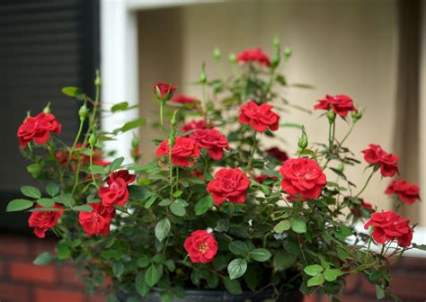 Sunrosa Red Shrub Rose Monrovia Sunrosa Red Shrub Rose Shrub Roses Red Shrubs Floribunda