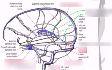 Venous Drainage Diagram Quizlet