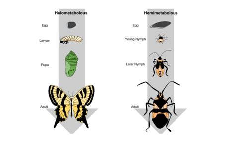 Tahapan Metamorfosis Nyamuk And Perbedaan Dengan Daur Hidup