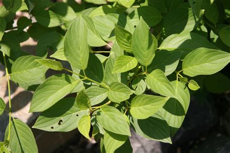 Cornus Sericea Flaviramea Golden Twig Dogwood Yellow Twig Dogwood