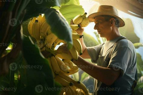 Farmer working in a banana plantation, Harvesting of ripe bananas. ai ...