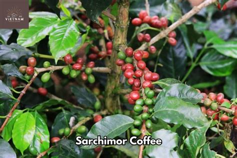 What Is Sarchimor Coffee