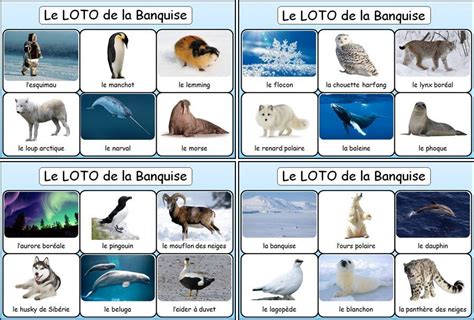 Loto De La Banquise Et Des Animaux Des R Gions Polaires Bingo Des