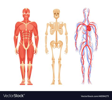 Human male body anatomy featuring detailed view Vector Image