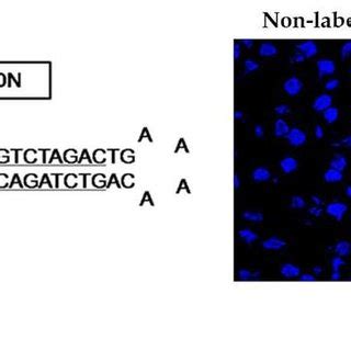 Synthesis Of Smad Decoy Oligodeoxynucleotide Odn And Transfection Of