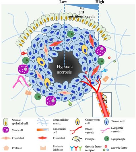 Schematic Illustration Of A Typical Tumor Microenvironment The Tumor Download Scientific