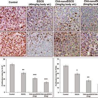 A Effect Of Chit Nanoegcg On Expression Of Ki And Pcna In Tumor